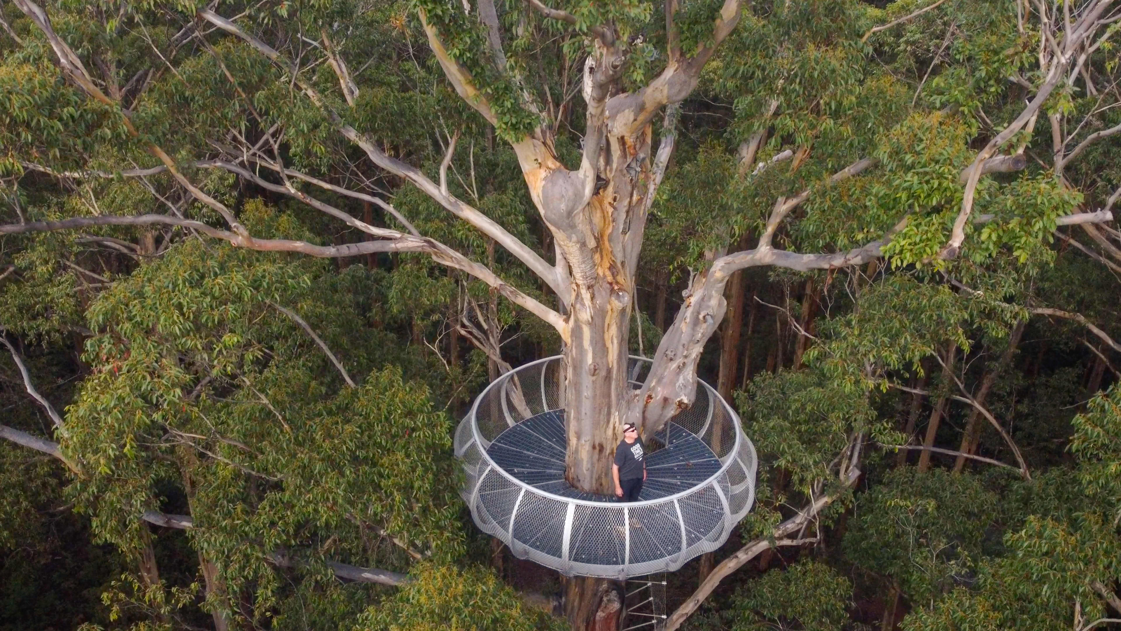 Man at lookout in tree canopy