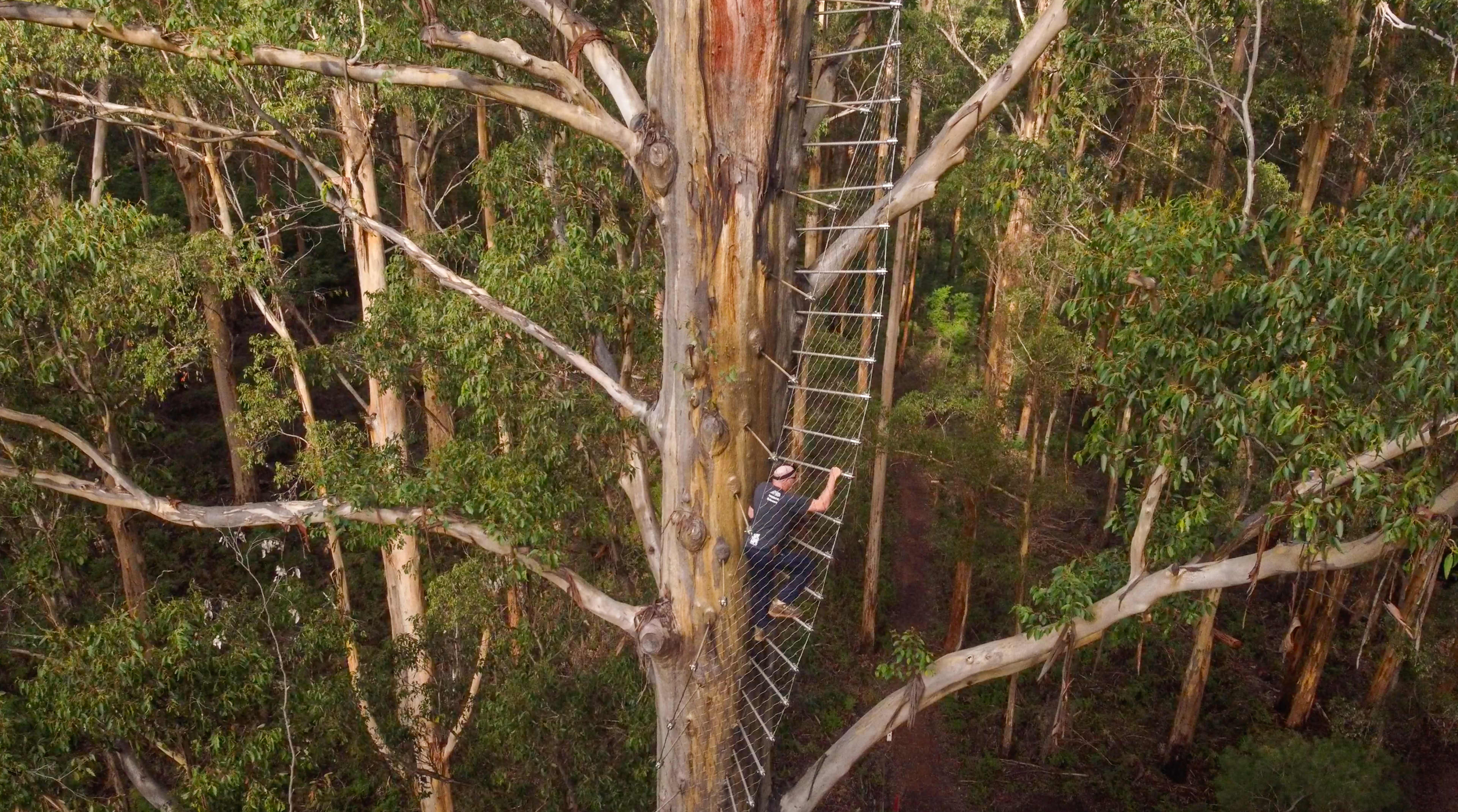 Ladder on outside of tall karri tree in forest