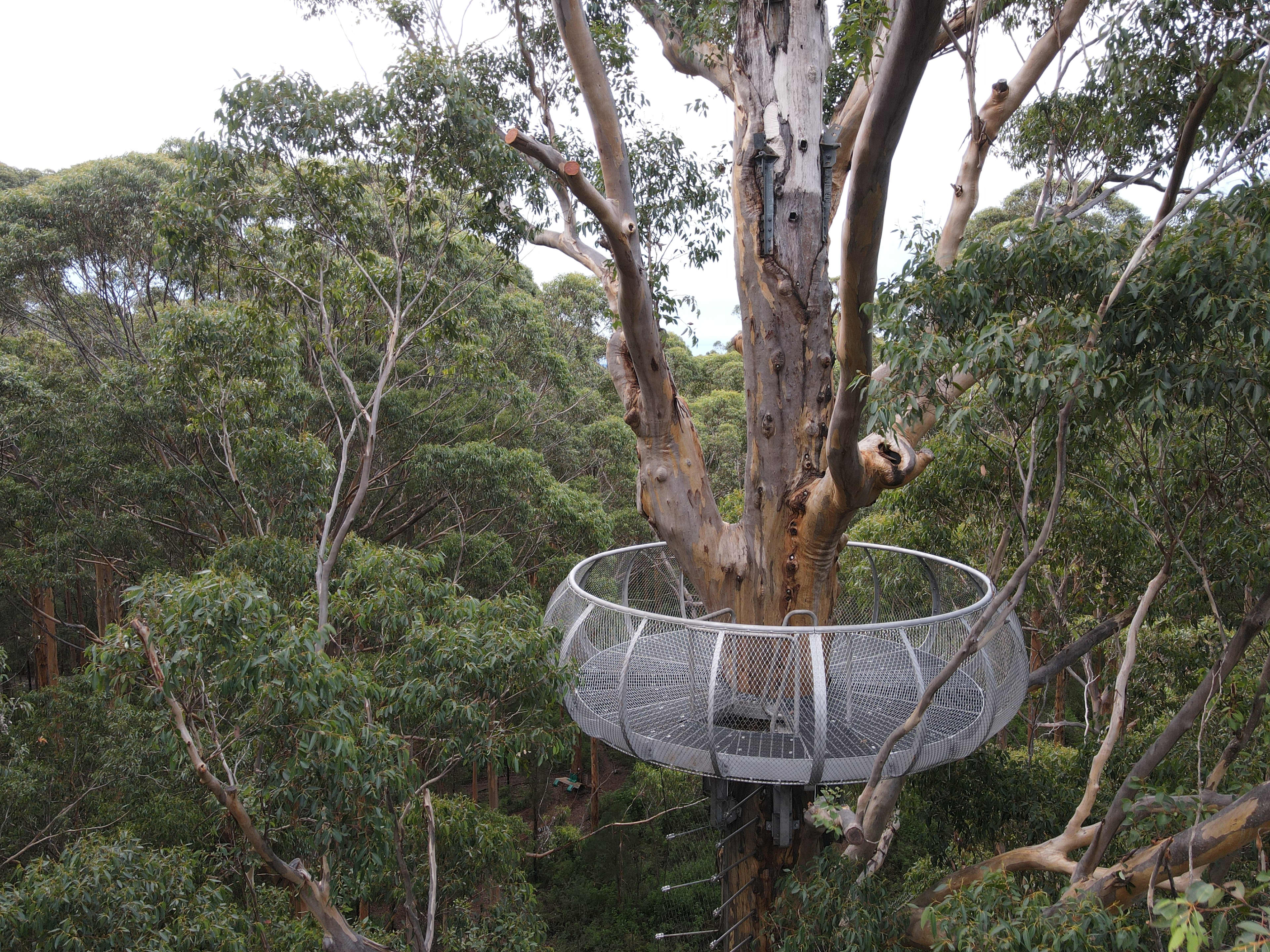 Platform in tree canopy