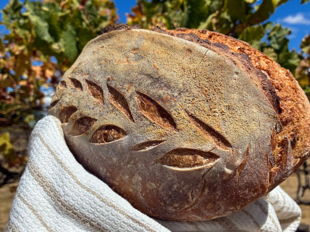 A close-up shot of a freshly baked, artisanal loaf of sourdough bread held in a striped kitchen towel against a background of sunny autumn vineyard foliage. The loaf features a dark golden-brown, dusted crust intricately scored with a decorative wheat stalk pattern on its smooth surface, revealing a lighter interior colour within the cuts.