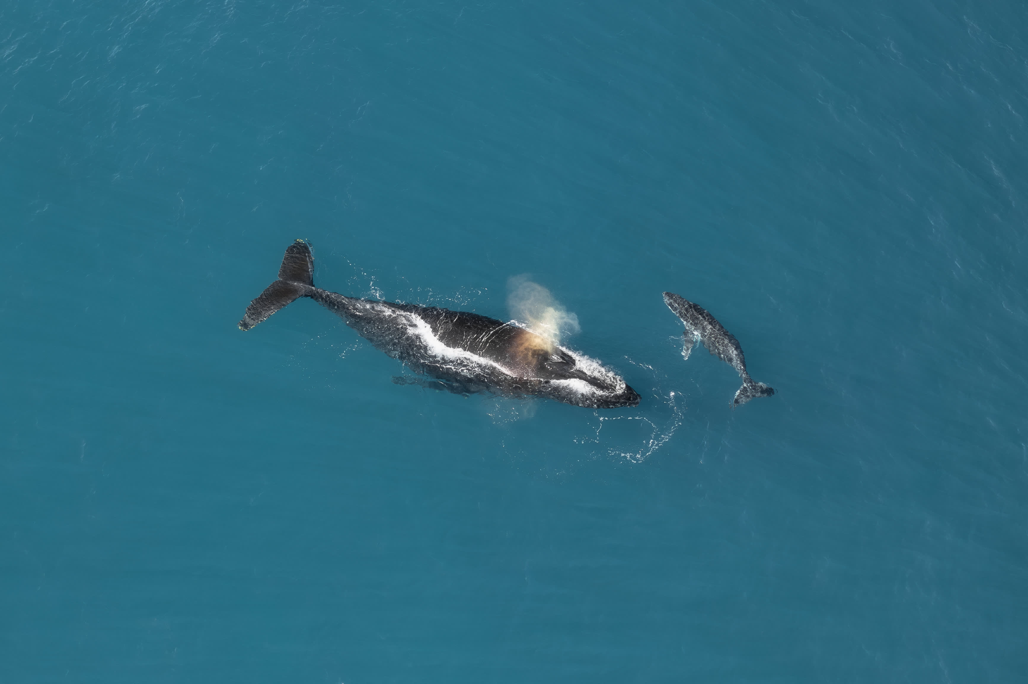 An aerial, top-down view shows a large humpback whale and its much smaller calf swimming side-by-side in deep blue ocean water. The mother whale is positioned horizontally across the center, exhaling a misty spray of water from its blowhole. Its dark, textured back has white markings near its pectoral fins, and its large tail fluke is visible. The small calf swims closely parallel to the mother's right side, facing the same direction. Clear turquoise water surrounds the pair, with light ripples trailing behind them.