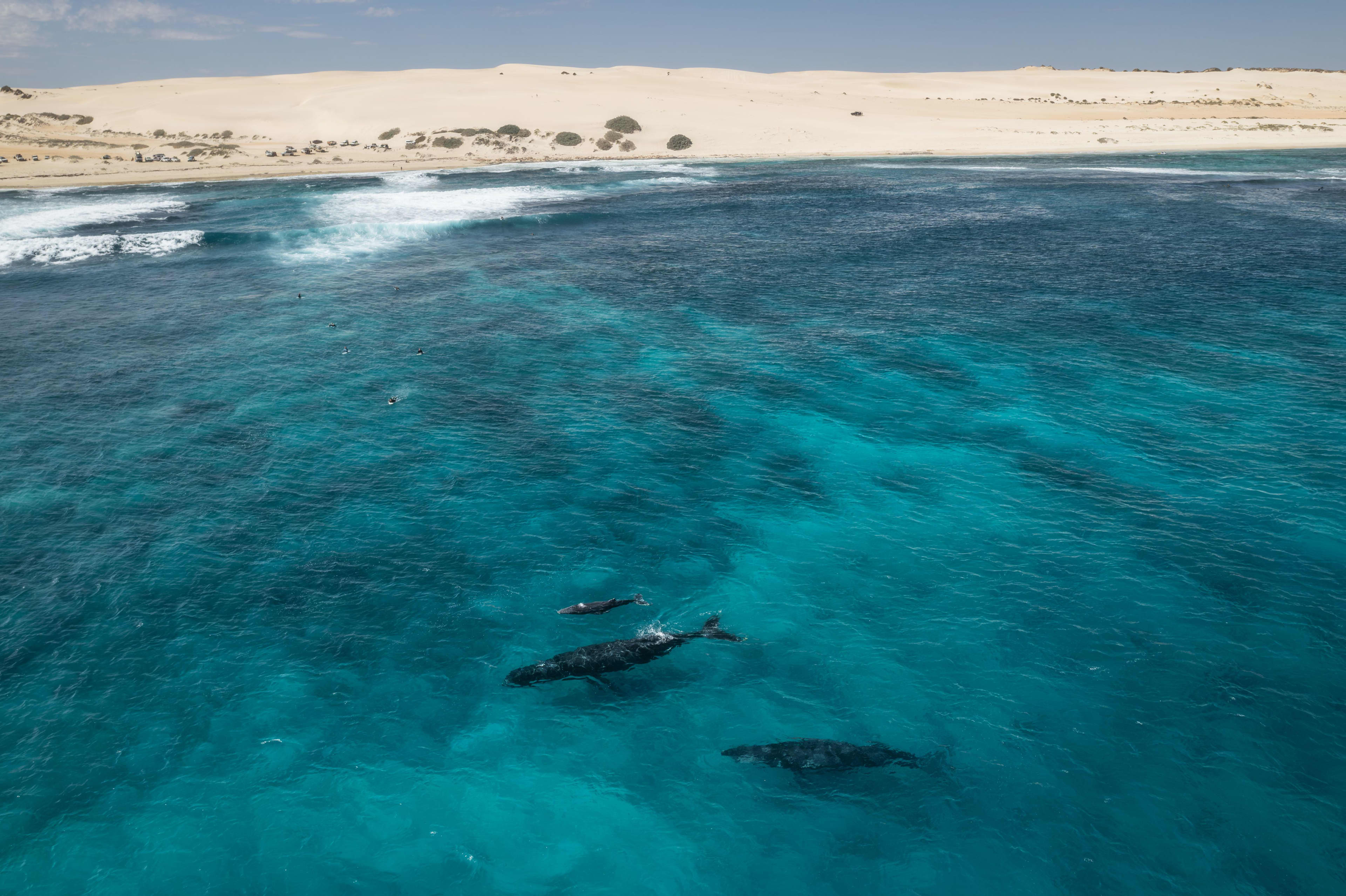 An aerial view shows three humpback whales swimming through vibrant, clear turquoise ocean waters. A sandy beach with dunes stretches across the background under a blue sky.