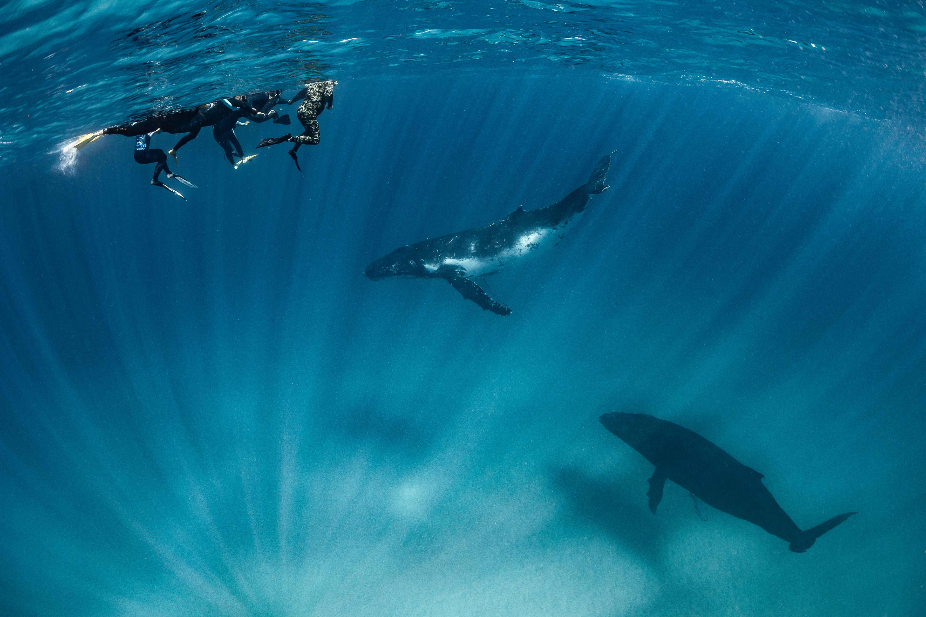 An underwater shot captures two humpback whales swimming beneath three snorkelers at the ocean surface. Sunbeams pierce through the deep blue water, casting prominent shadows of the whales onto the sandy seabed below.