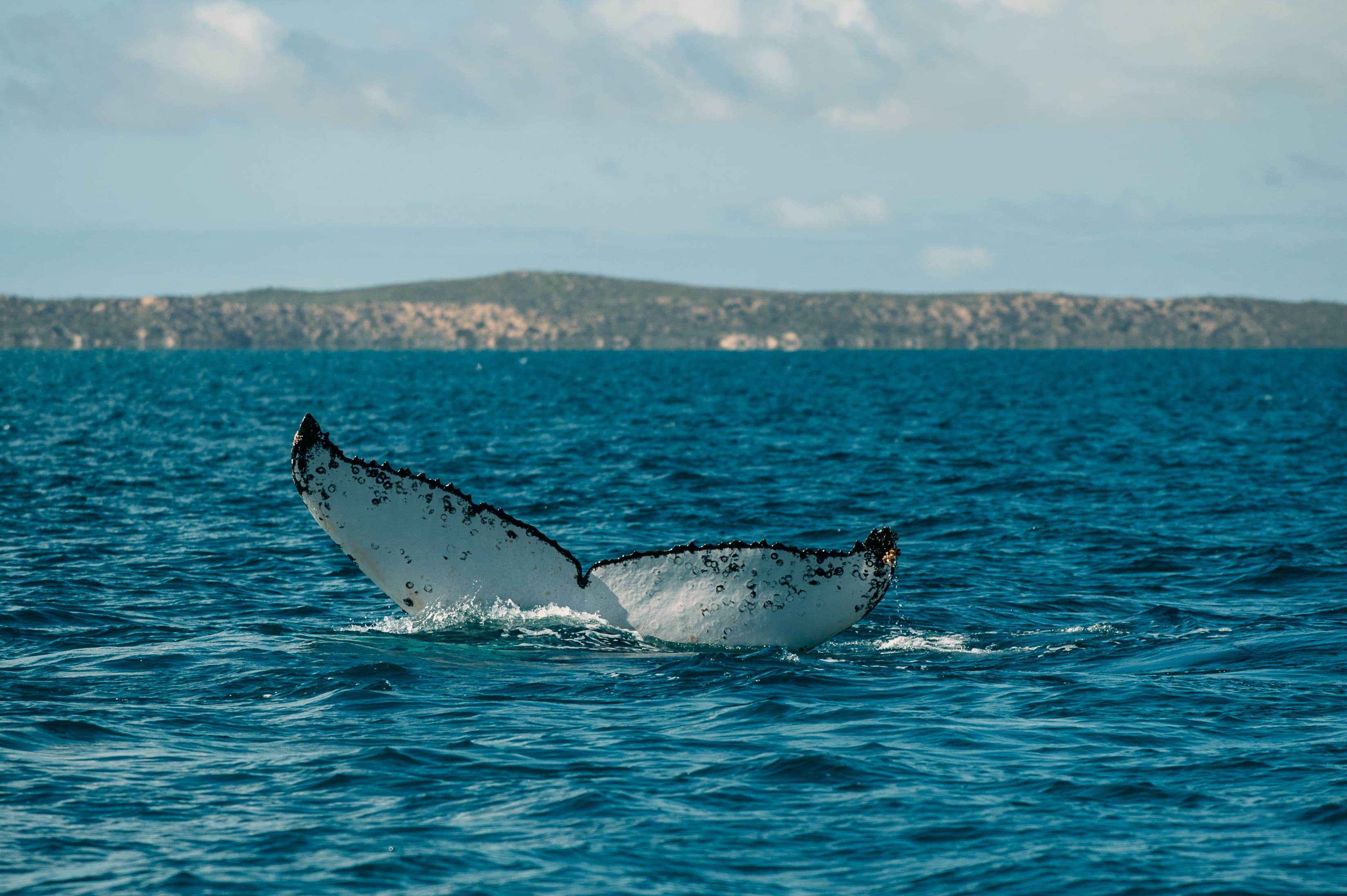 The white-and-black tail fluke of a humpback whale rises high above the blue, choppy ocean water. A distant, low-lying coastline stretches across the horizon under a partly cloudy sky.