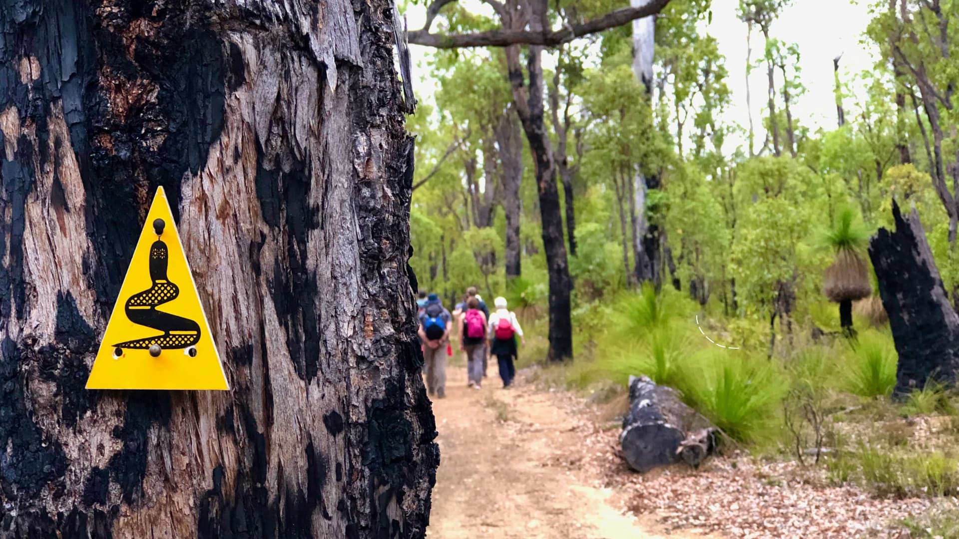 A close-up of a yellow triangular trail marker featuring a black stylized snake symbol attached to a charred tree trunk. In the blurred background, a group of hikers walks away down a dirt path through an open eucalyptus forest with green undergrowth.