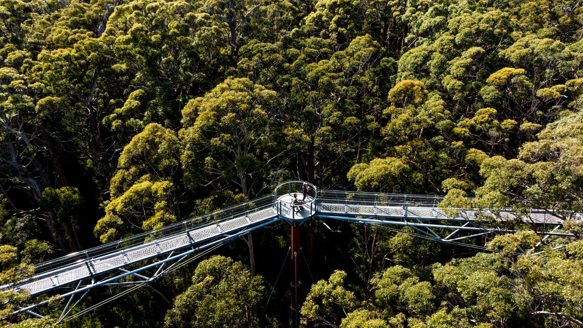An elevated, metal-truss canopy walkway stretches through the dense, green treetops of a giant eucalyptus forest. In the center of the walkway, a circular viewing platform holds two people looking out over the expansive forest canopy from high above.