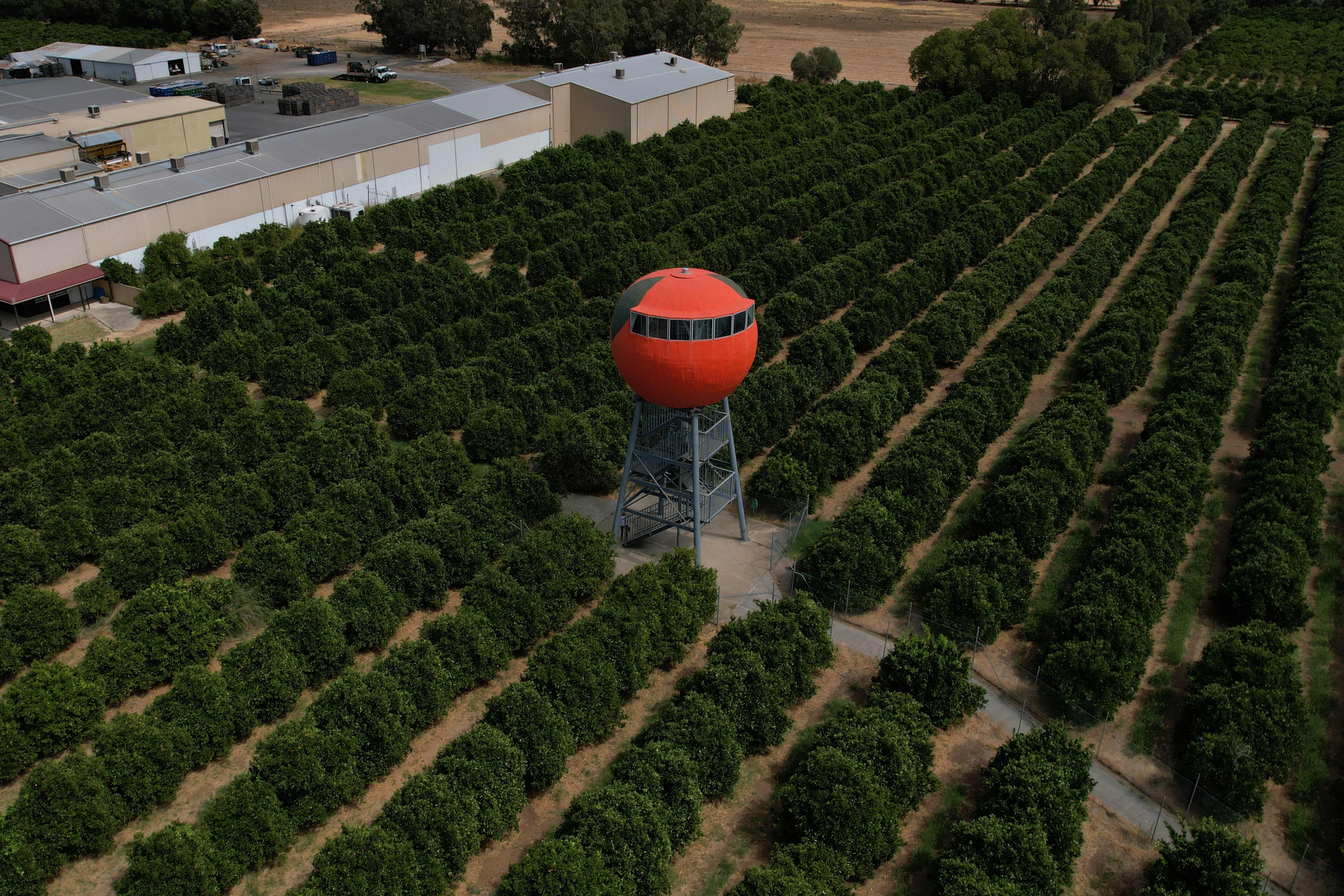 An aerial, high-angle shot shows a large, bright orange water tower shaped exactly like a realistic orange fruit, complete with a small green patch at the top. The tower stands on a gray steel lattice structure in the middle of a massive orchard with long, perfectly straight rows of lush green citrus trees. In the upper-left background, industrial farm buildings and warehouse roofs are visible under a hazy sky.