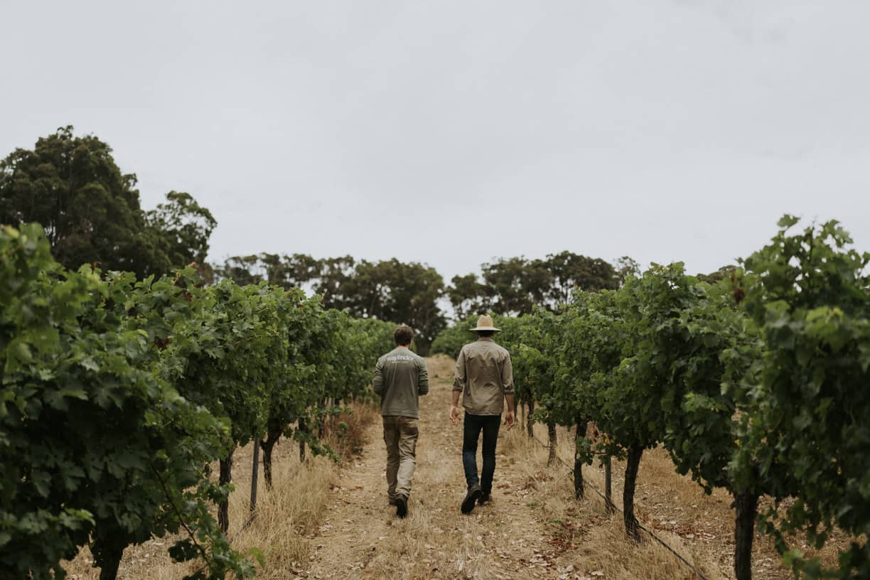 Two people walking through grapevines in vineyard