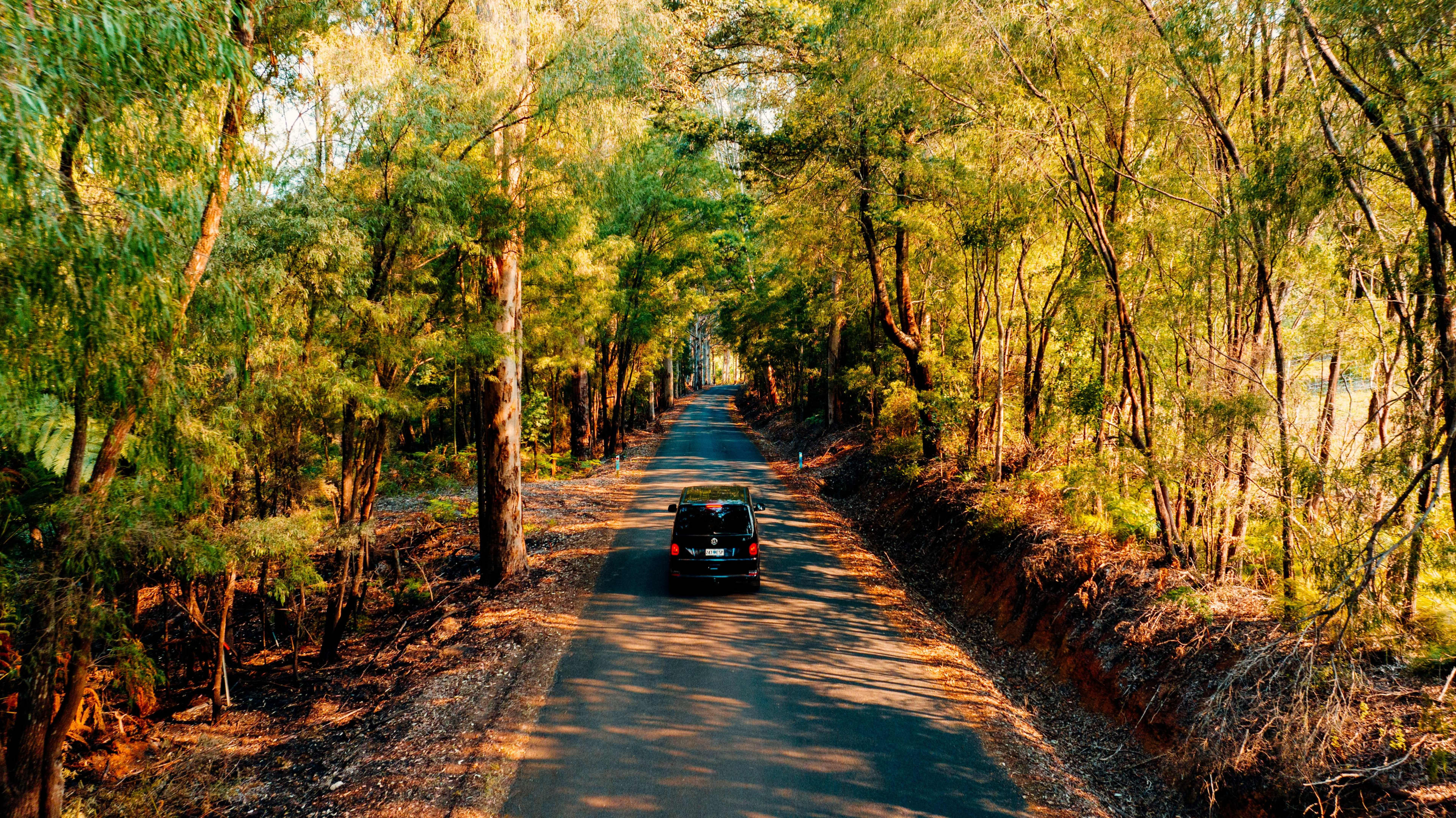 An aerial drone perspective captures a dark van driving down the center of a narrow asphalt road. The road is closely lined on both sides by tall, dense eucalyptus trees, casting long shadows across the ground. The warm, golden afternoon sunlight filters through the green canopy and highlights the earthy, reddish soil along the roadsides.
