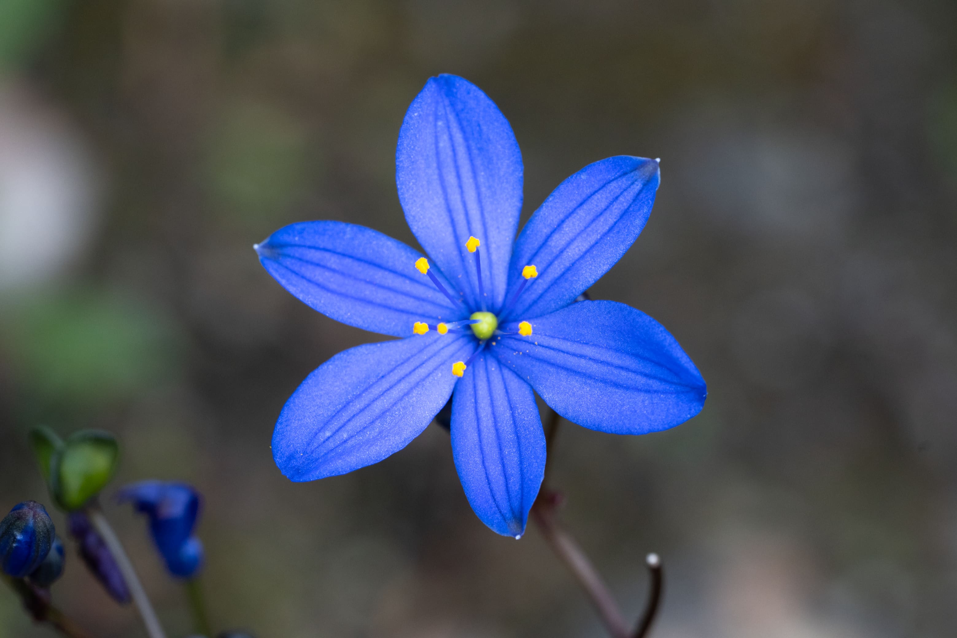 The flower features six vibrant, bright blue petals arranged symmetrically in a star shape. Fine, dark blue parallel veins run along the length of each petal. At the center of the bloom, six delicate stamens project outward, tipped with bright yellow, grain-like anthers. The background is softly blurred with muted tones of grey, brown, and green, keeping the focus entirely on the vivid blue flower.