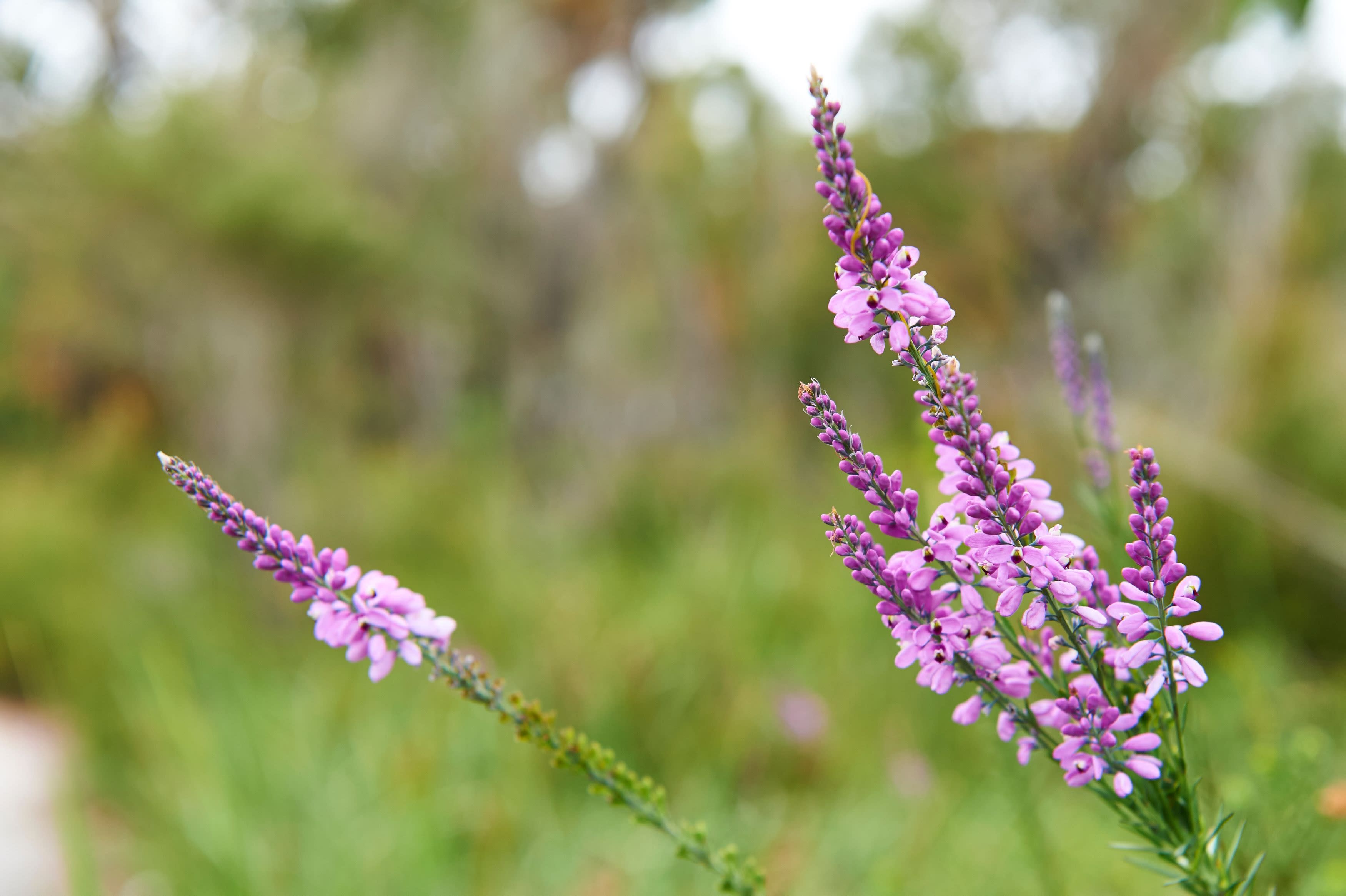 A close-up shot of several slender, upright flower spikes adorned with small, vibrant pinkish-purple blossoms.