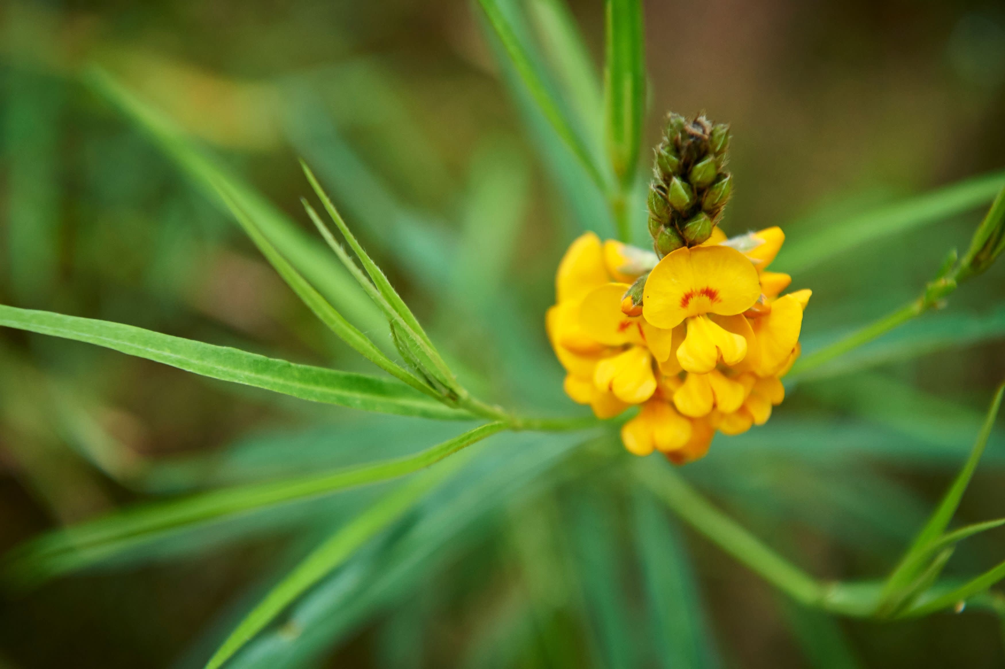 A close-up photograph of a bright yellow wildflower blooming on a steam surrounded by slender grass-like green leaves.