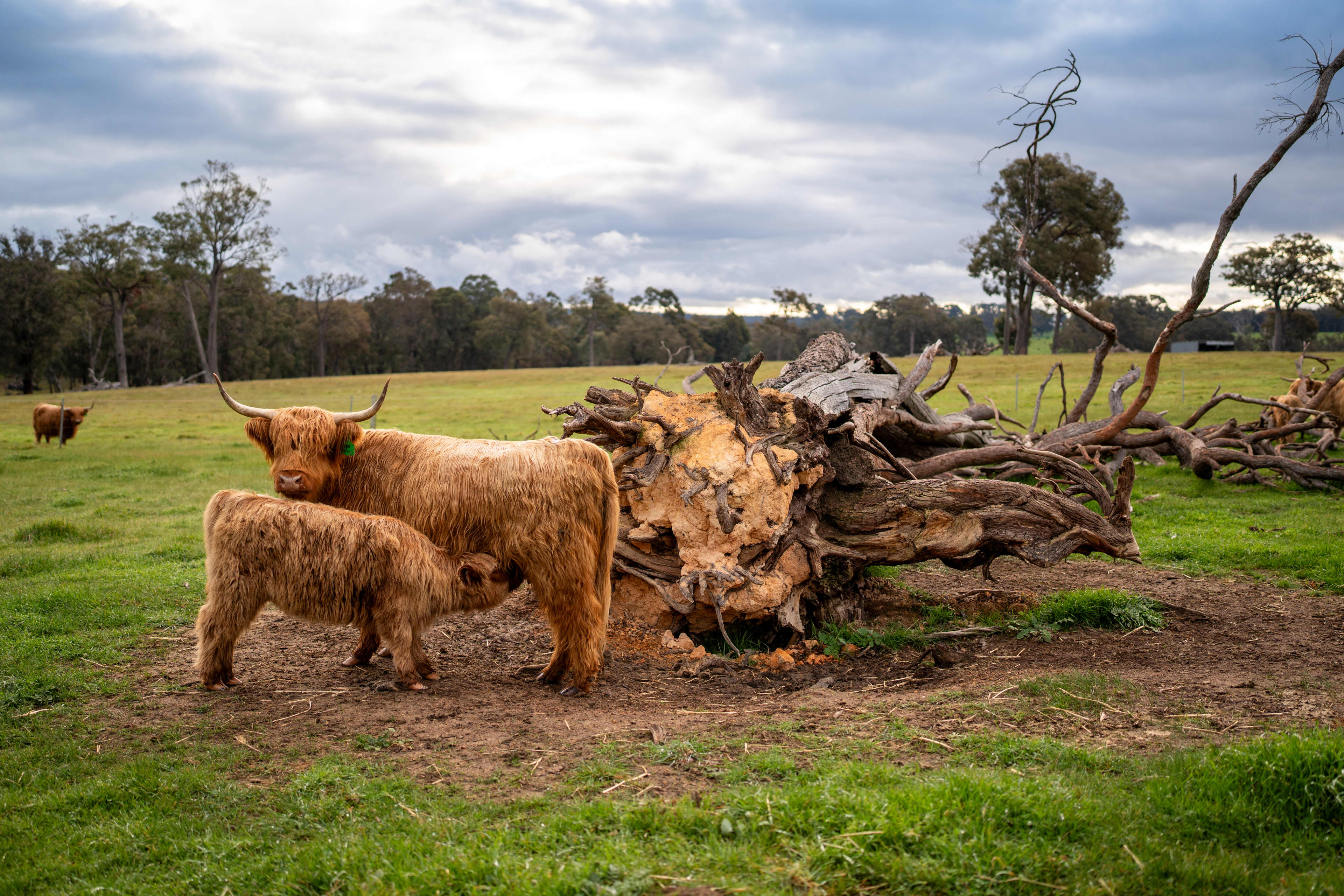 Two brown highland cows, with one feeding from his mother standing in a paddock of green grass, with a large dead tree stump in the background.