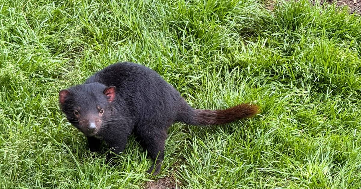 A small Tasmanian devil on grass