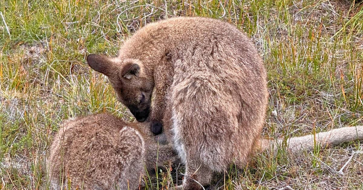Wallaby mum with her joey