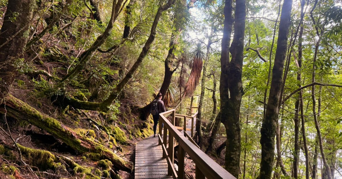 Forest with walkway