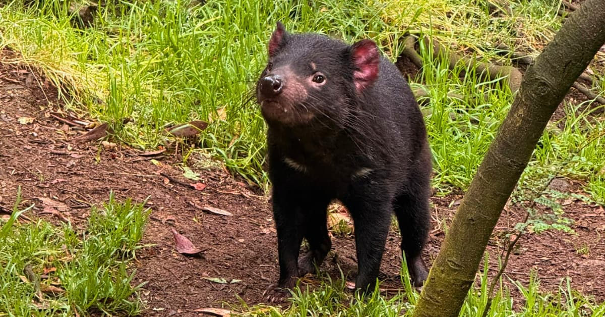 Medium-sized black Tasmanian devil among trees and grass