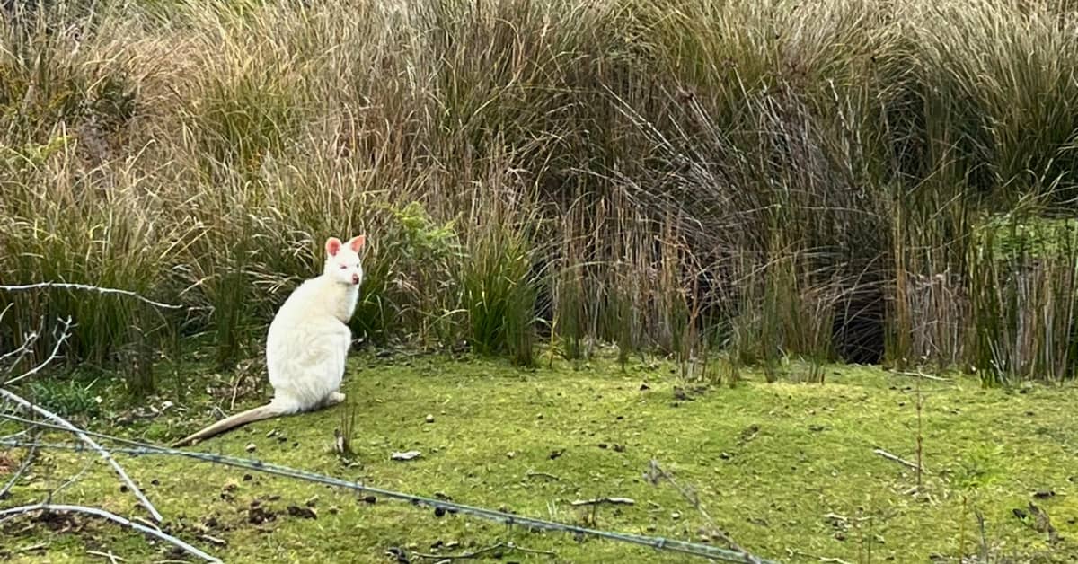 Albino wallaby alone in bushland