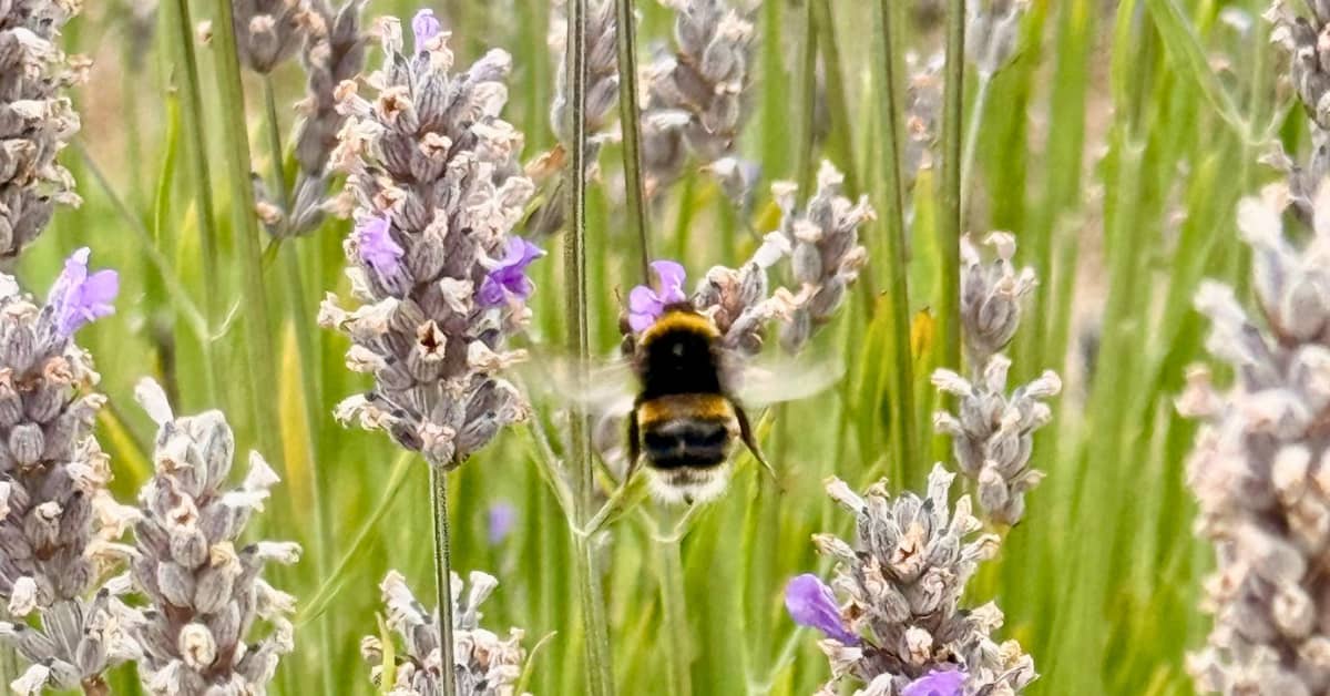 Field of lavender with fluffy bumble bee