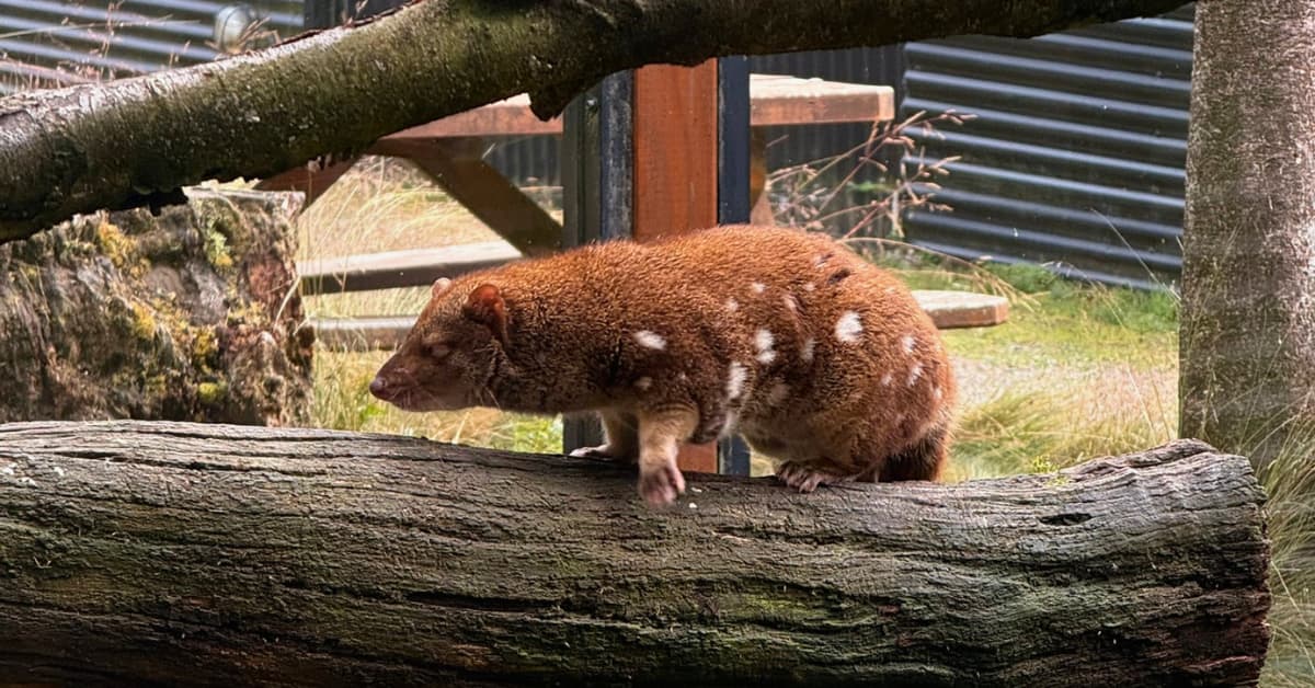 A spotted quoll sleeps on tree branch