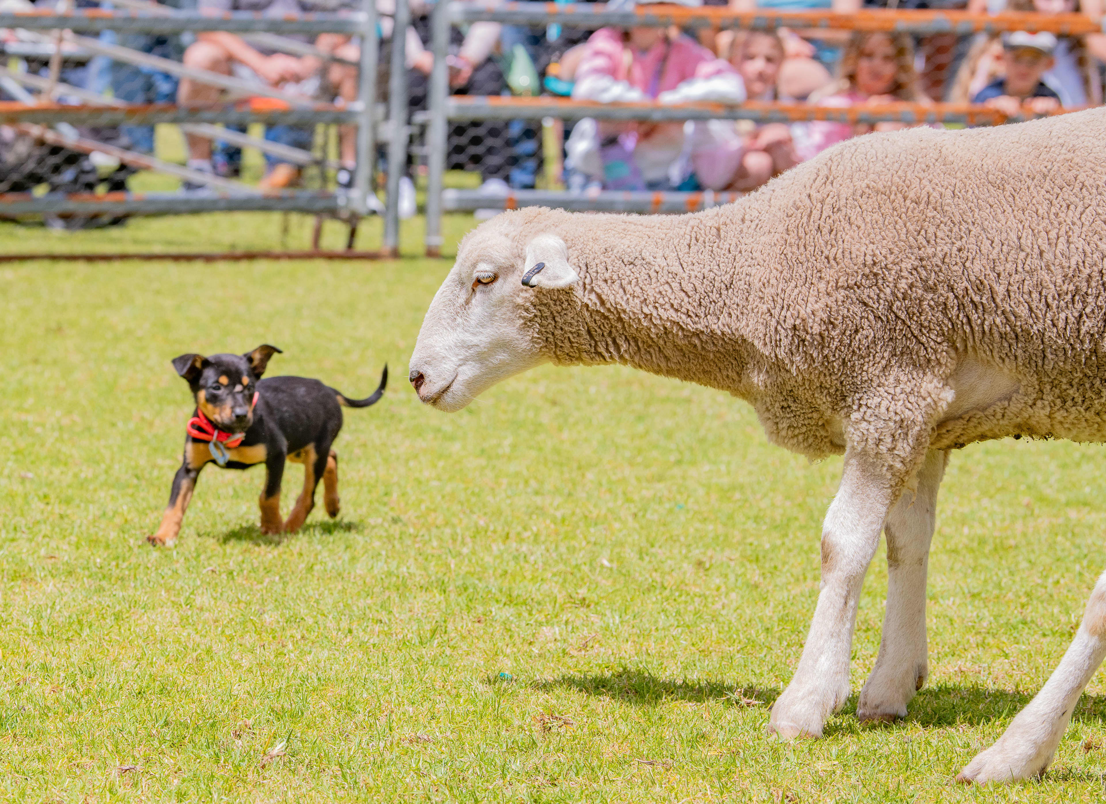 A lamb standing in the foreground, with a kelpie working dog breed herding.