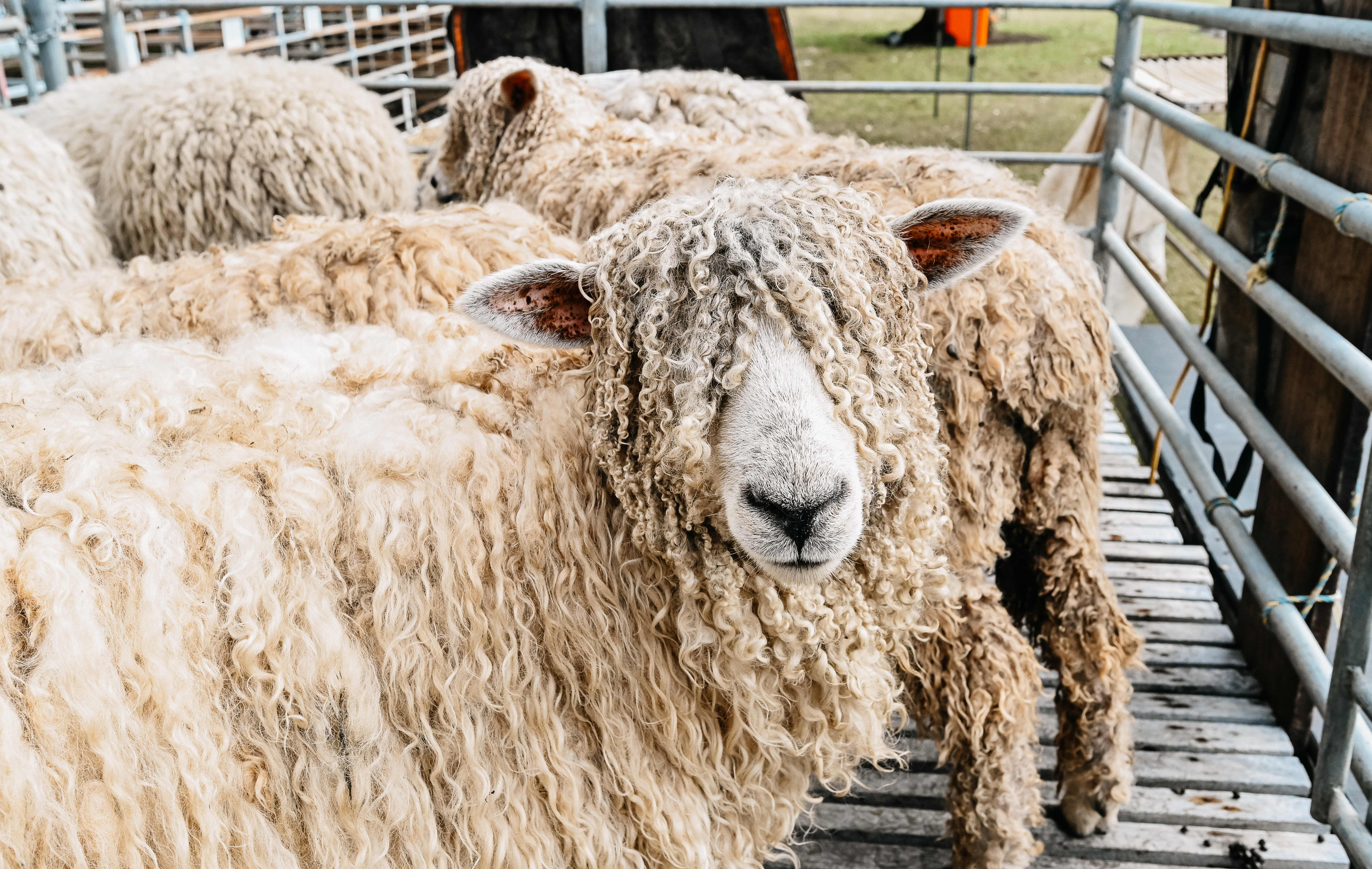 A sheep with curly long locks covering its eyes, with sheep standing in the background.