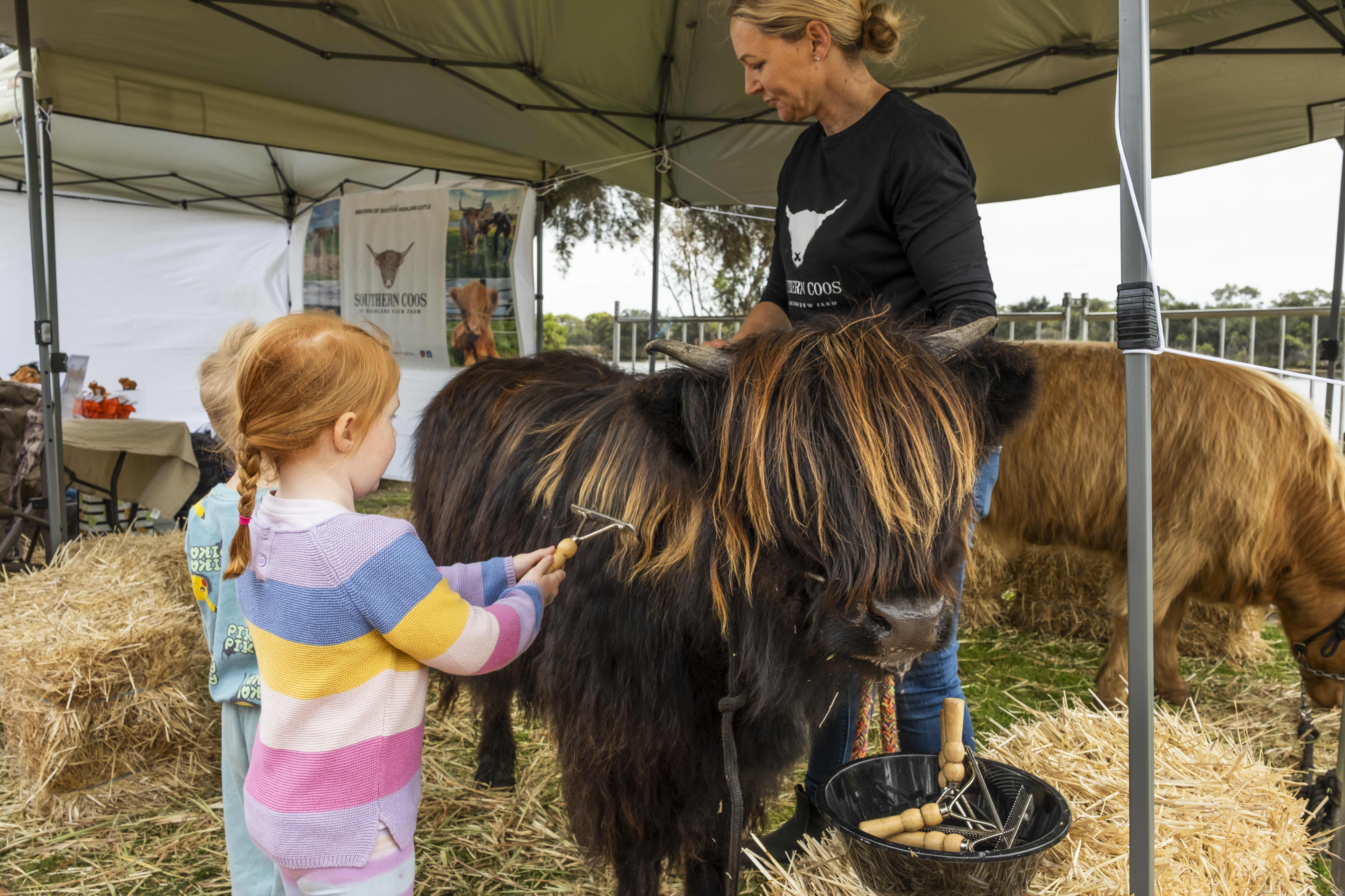 A young girl with red hair in a braid, wearing a colourful striped sweater, uses a grooming rake to brush a dark brown highland cow.