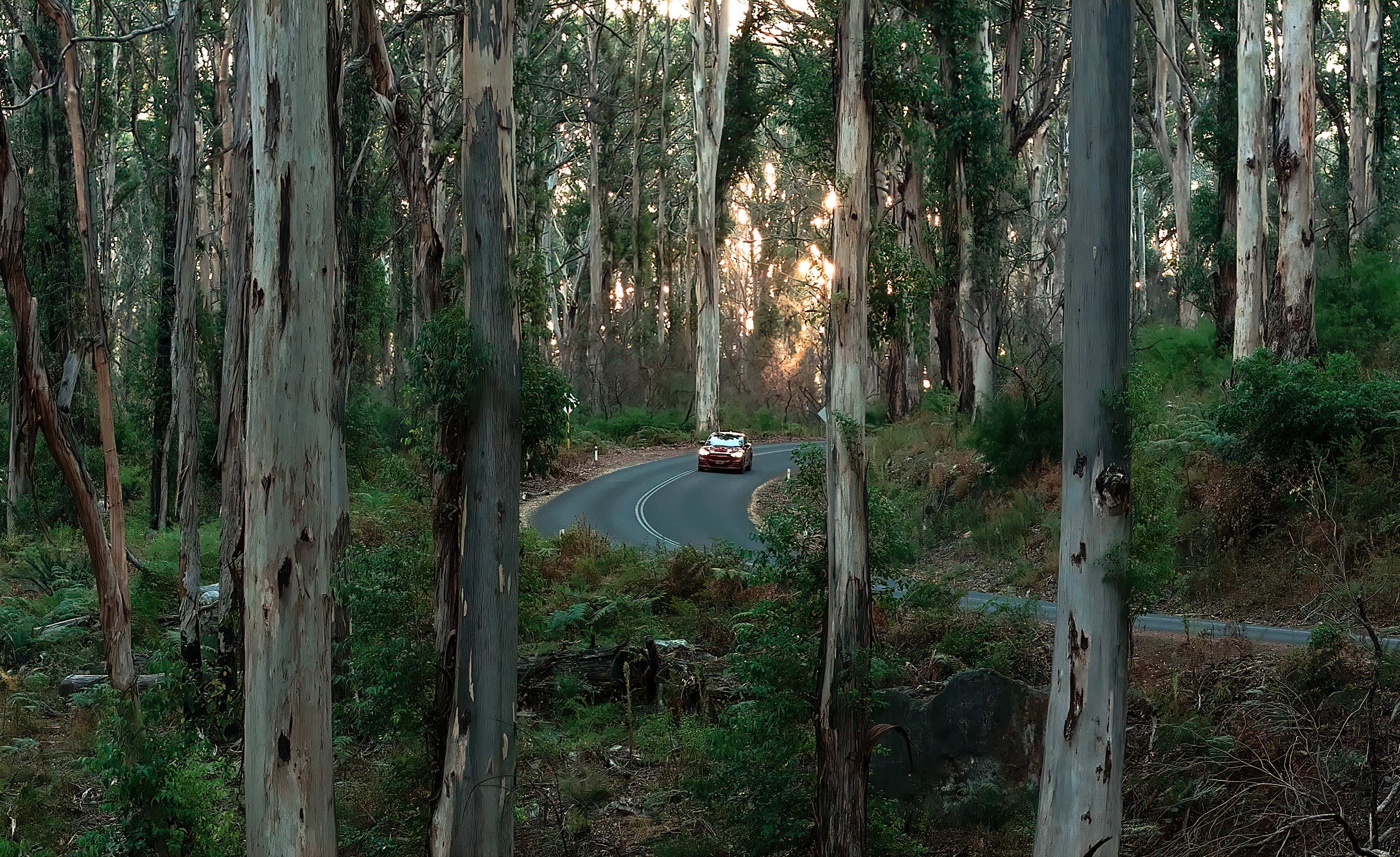 A car wends its way through tall tree trunks, along a curved bitumen road.
