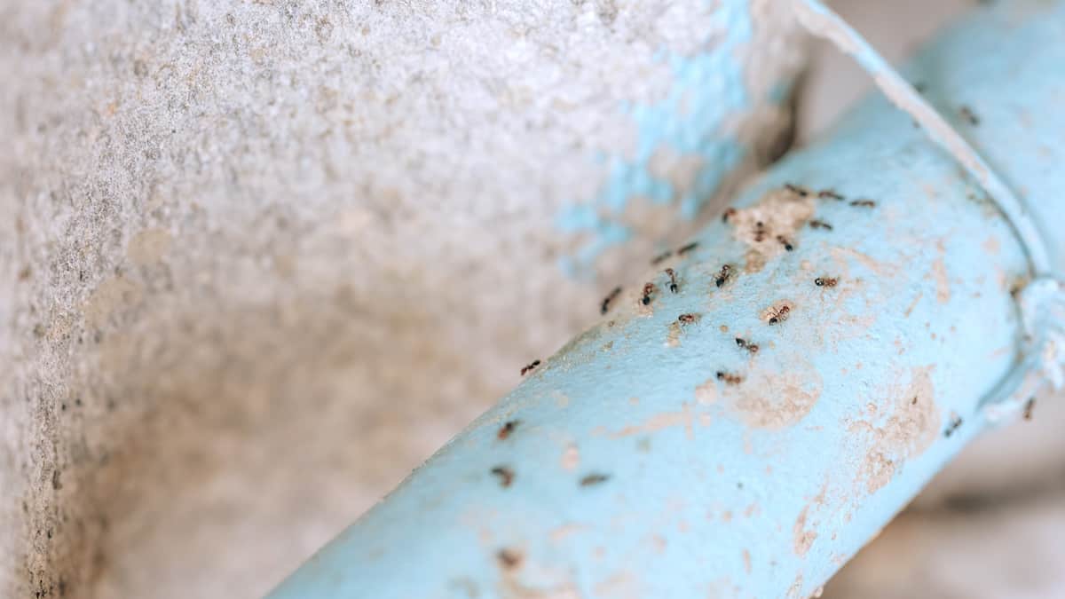 Image of ants on pipe