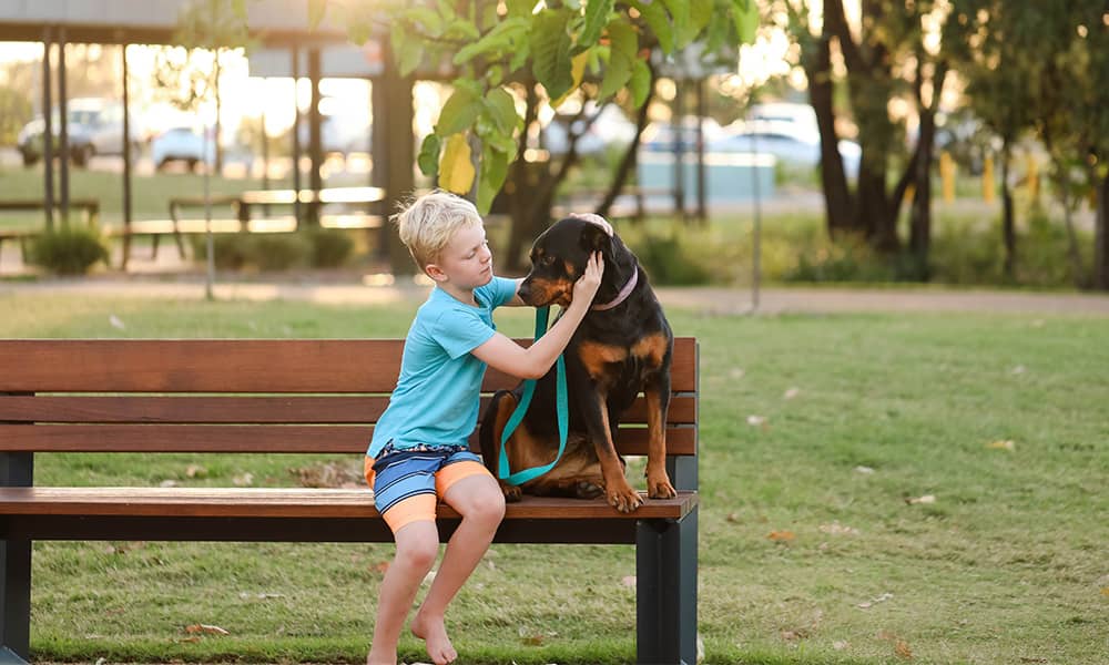 Image of a dog on a bench