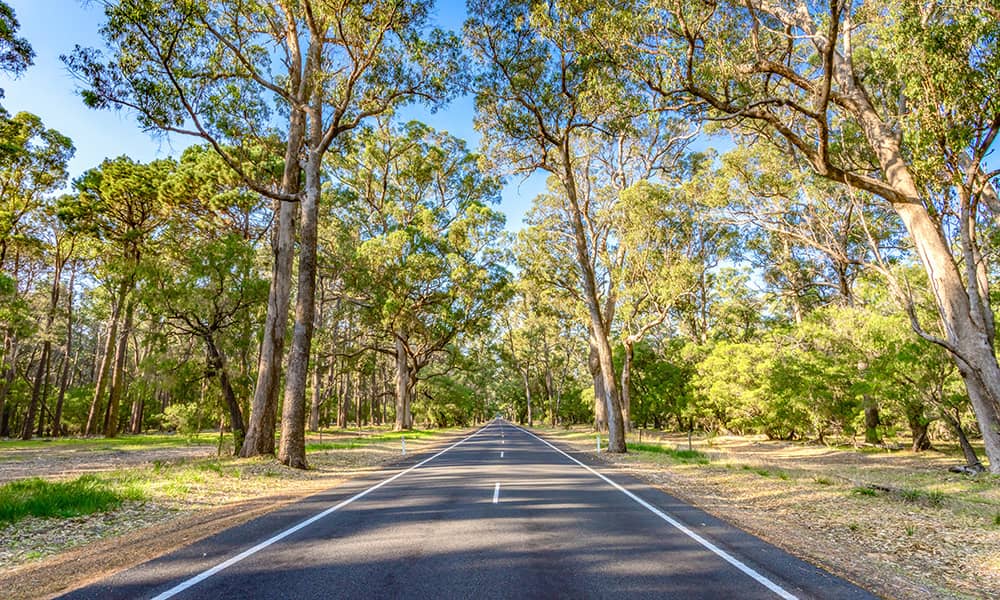 Road through the forest