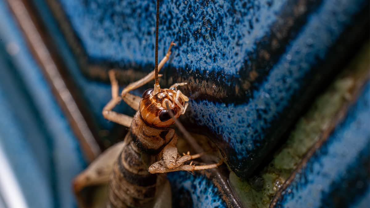 Crickets