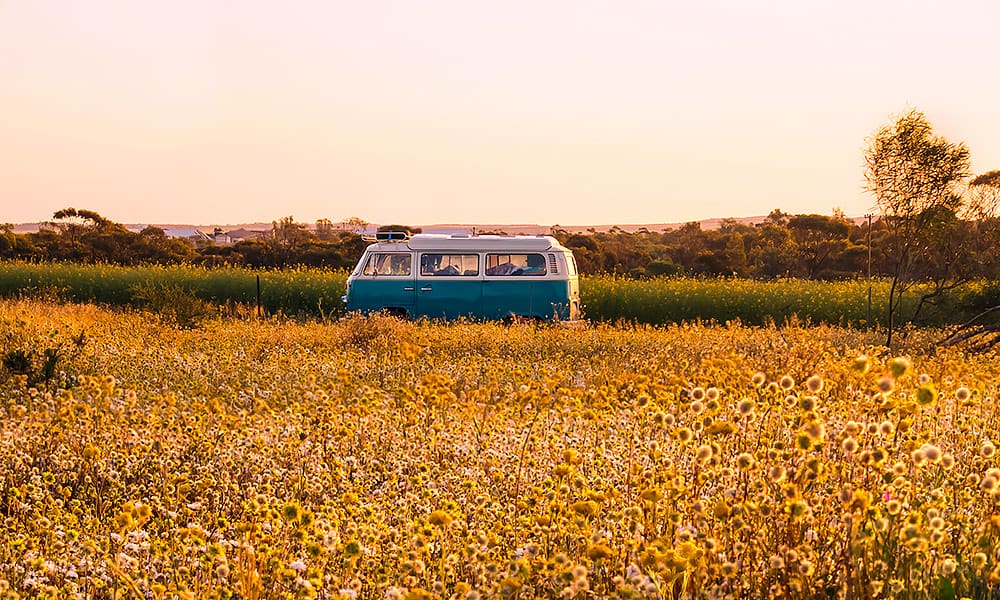 A blue VW Kombi van on a road with a field of wildflowers in the foreground