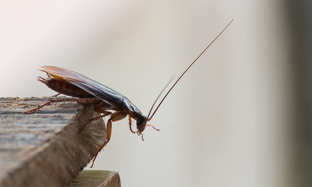 Image of a cockroach