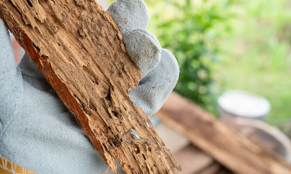 Image of person holding wood
