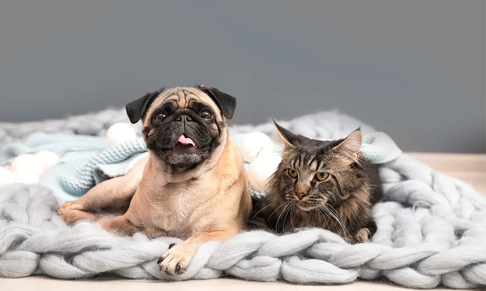 Dog and a cat in a blanket