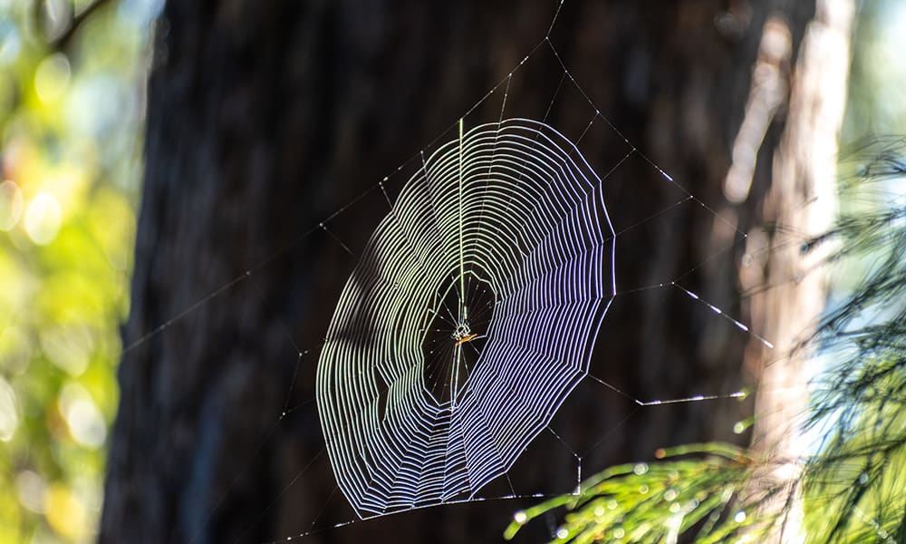 spiders-web-t