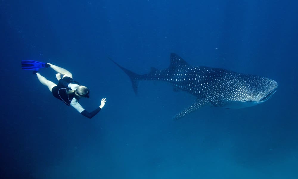 Swimming with a whale shark