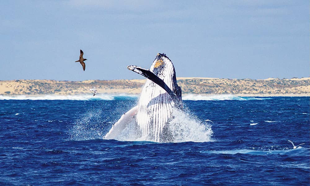 Humpback whale breaching