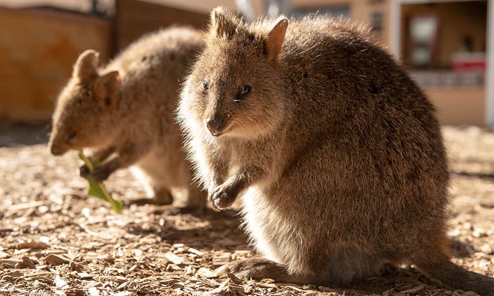 A quokka sitting on Rottnest Island