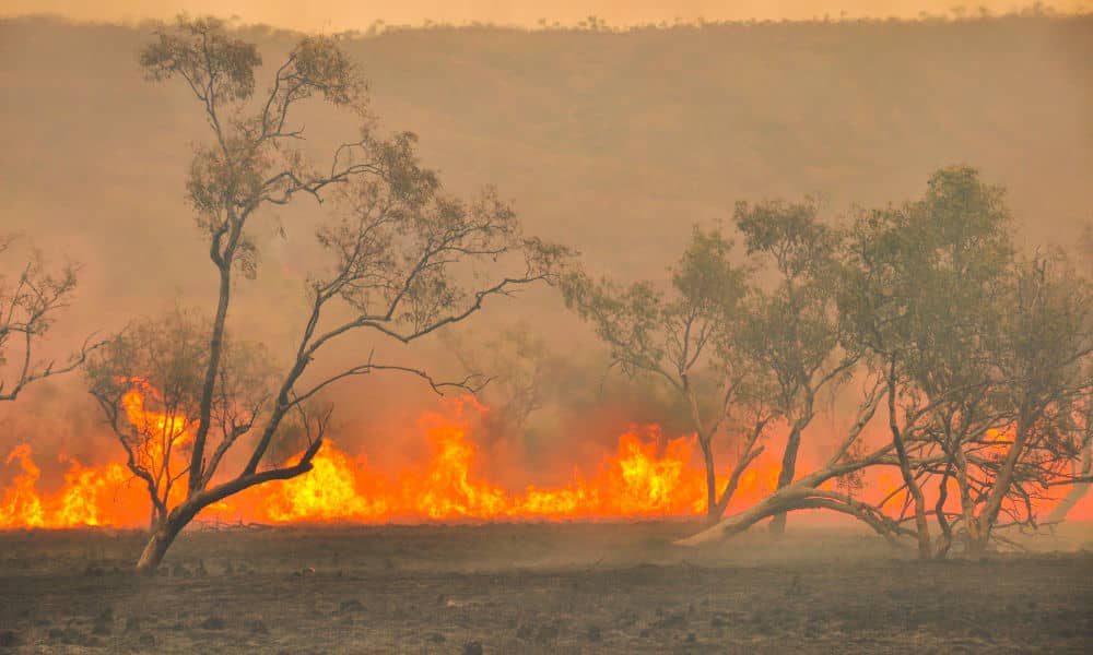 A bushfire raging in Australian bushland