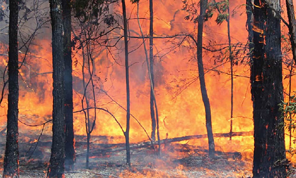 Trees on fire