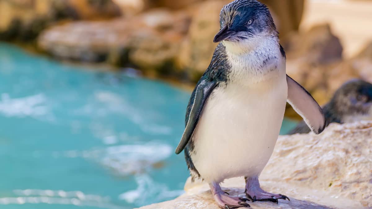 Image of baby penguin