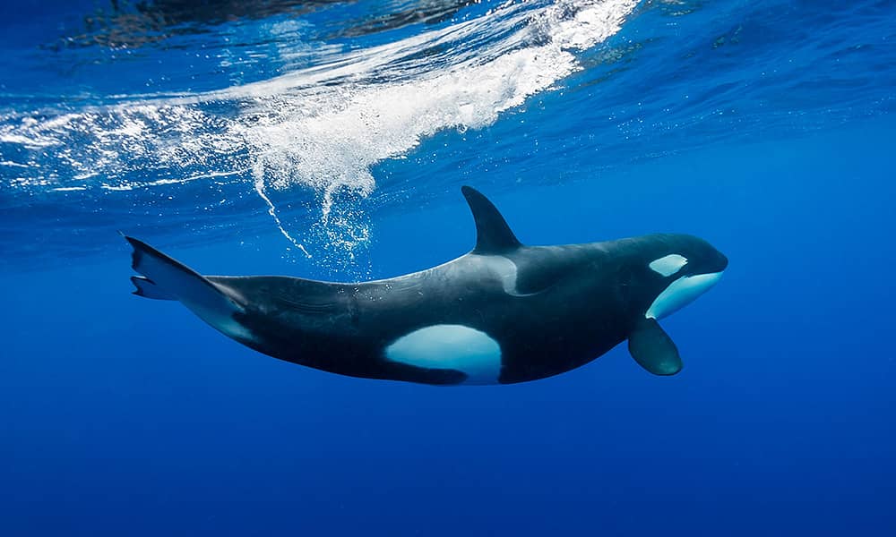 state_killer_whales_bremer_tile_1000px