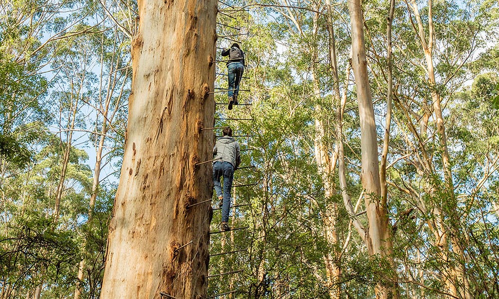 Pemberton climbing tree