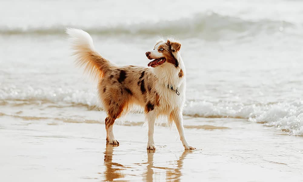 A merle-coloured Australian shepherd on a beach near the water