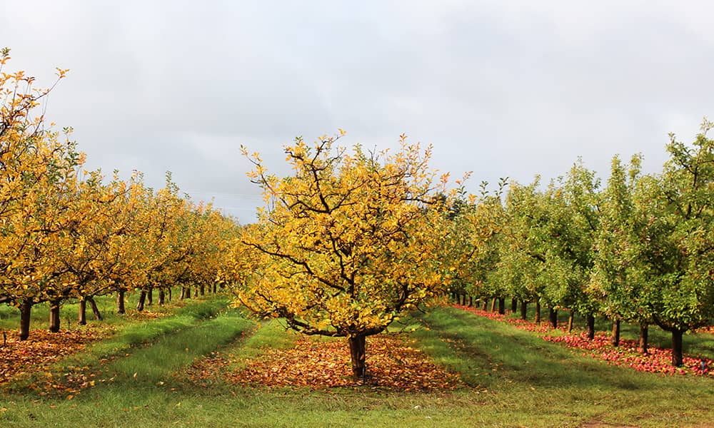 Image of trees