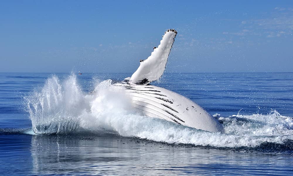 Image of whale