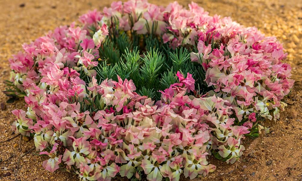 Image of a wreath flower