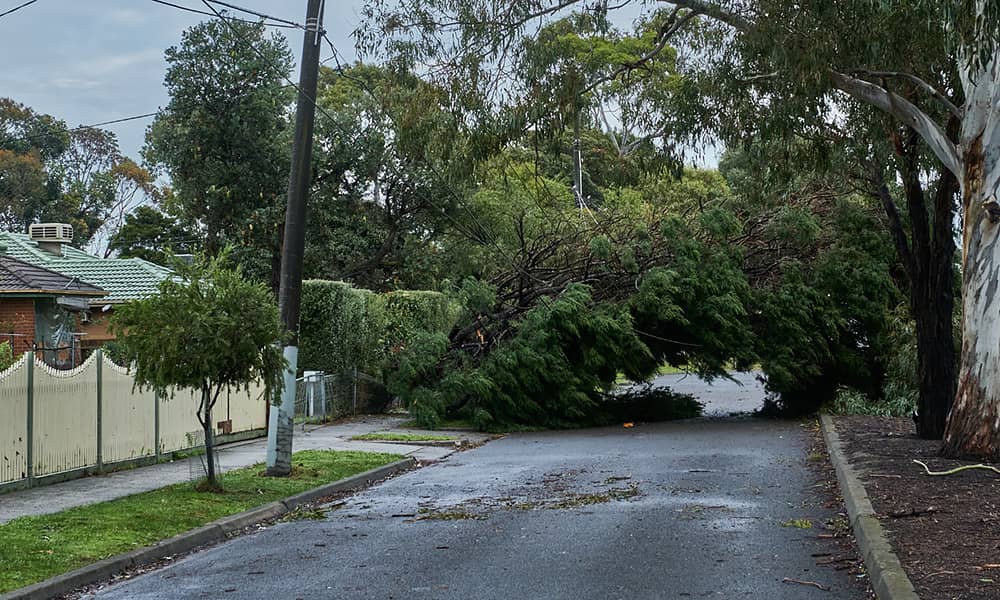 A large tree that has fallen across a road near houses